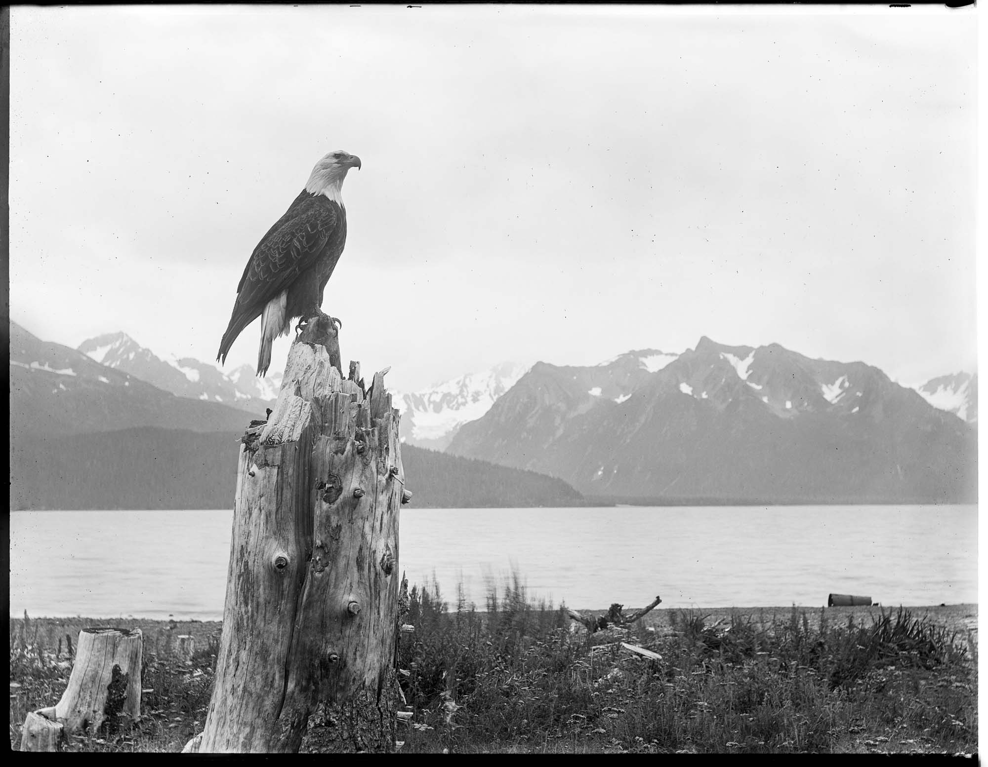 Image of Alaska bald eagle, circa 1907
